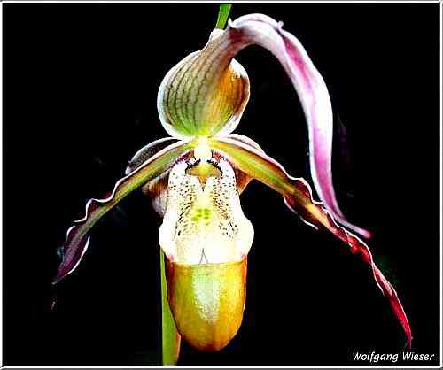 Phragmipedium Grande 'Nymphenburg'